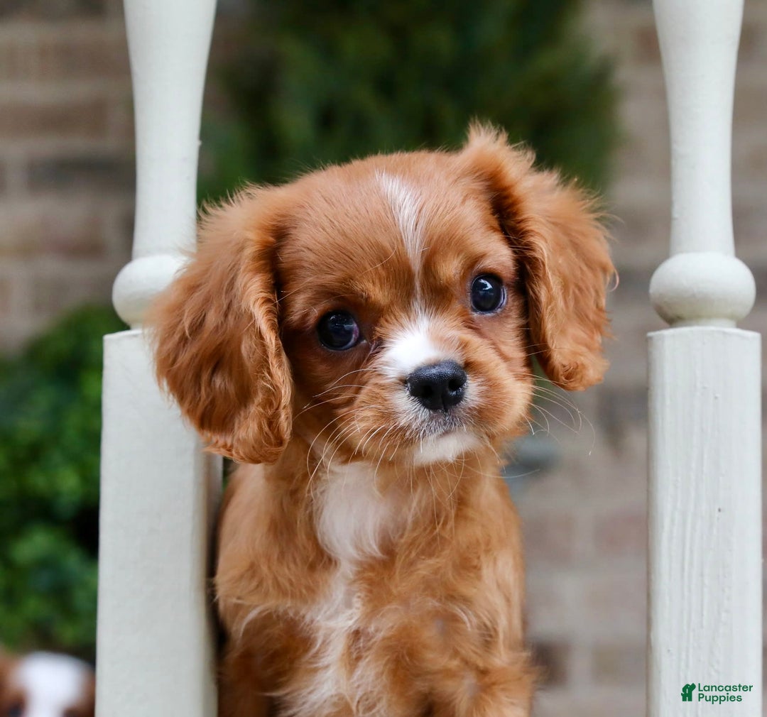Cavalier King Charles Spaniel dogs for sale: Louie - Image 4
