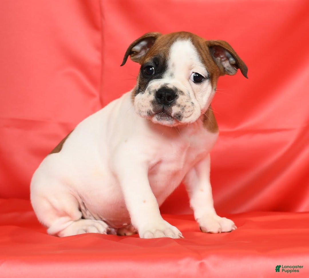 Beabull dogs for sale: King - Image 7