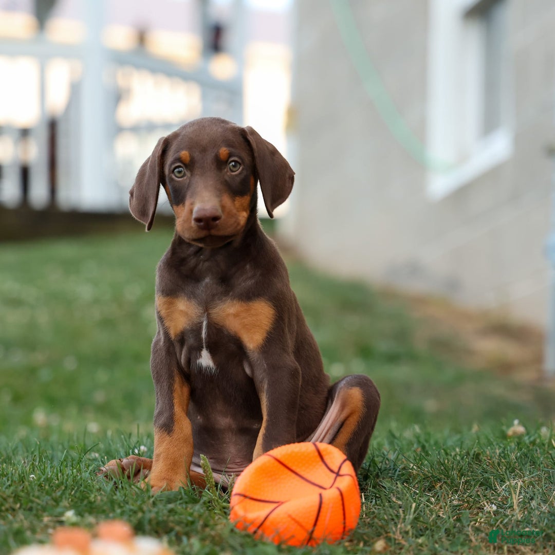 Doberman Pinscher dogs for sale: Dusty - Image 10
