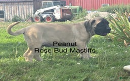 English Mastiff dogs for sale: Peanut - Image 3