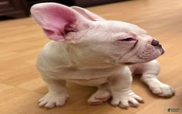 French Bulldog dogs for sale: Picasso - Image 1