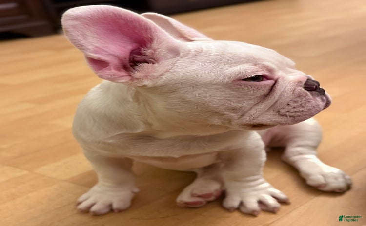 French Bulldog dogs for sale - Ad 1