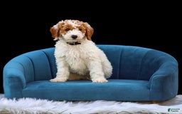 Standard Poodle dogs for sale: Reagan - Image 5