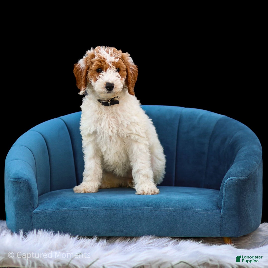Standard Poodle dogs for sale: Reagan - Image 5