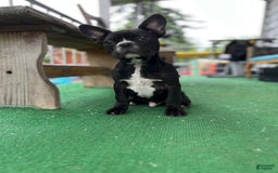 Frenchton dogs for sale: Chef - Image 2