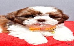 Shih Tzu dogs for sale: Jasper - Image 6