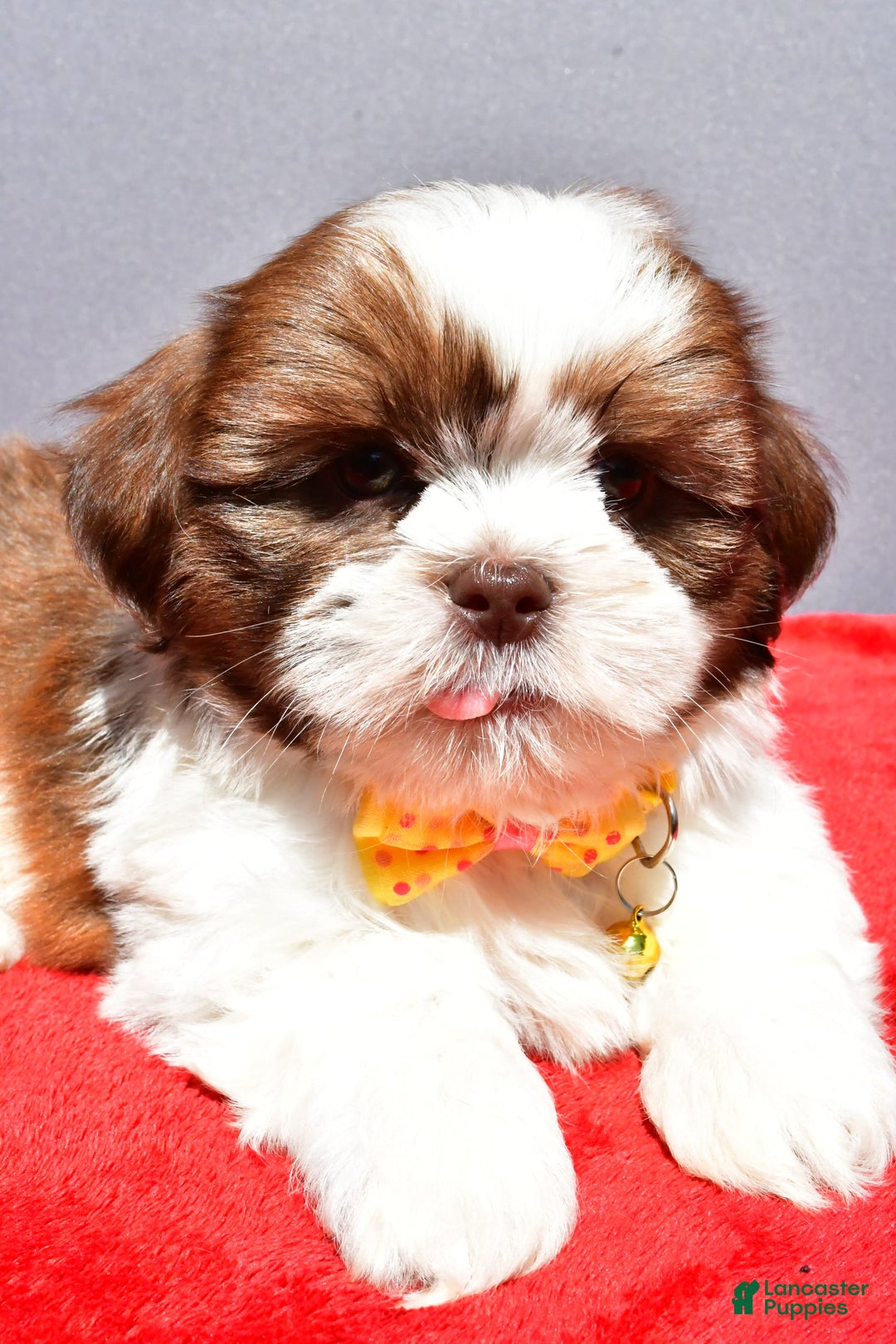 Shih Tzu dogs for sale: Jasper - Image 6