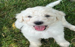Standard Poodle dogs for sale: Bear - Image 1