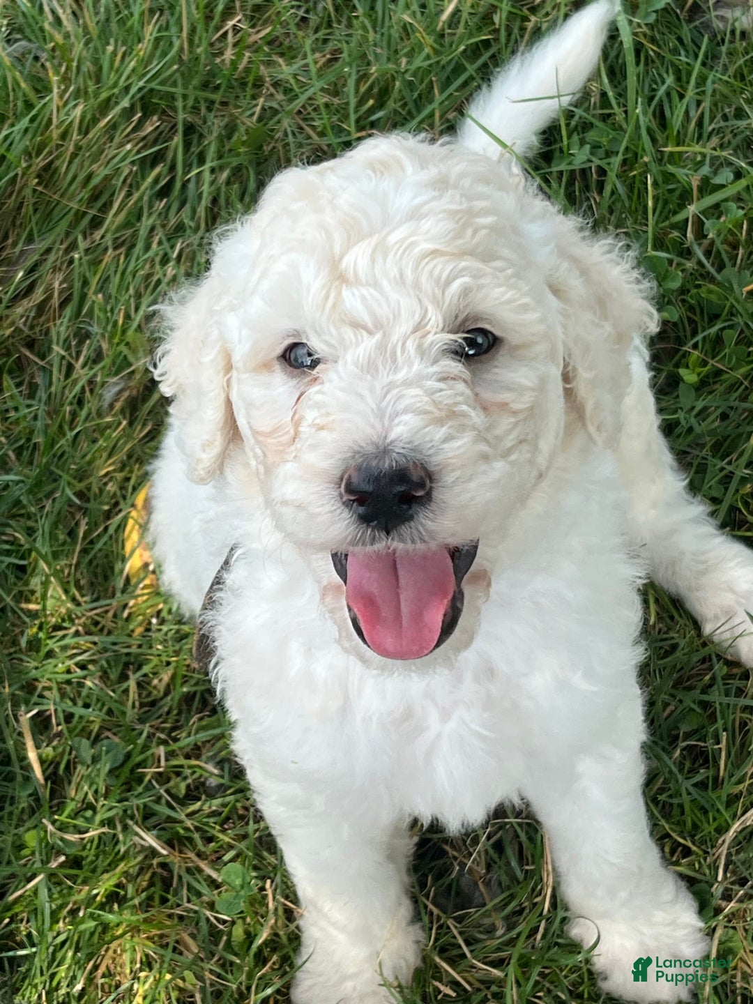 Standard Poodle dogs for sale: Bear - Image 1
