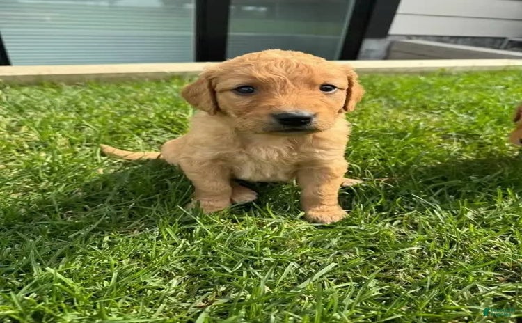 Golden Retriever dogs for sale - Ad 1