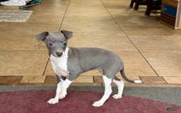 Italian Greyhound dogs for sale: Rhonda - Image 7