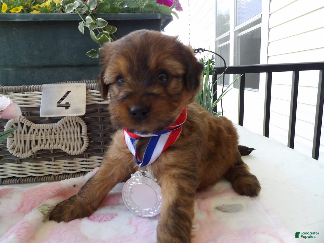 Yorkiepoo dogs for sale: Yorkiepoo 4 puppies - Image 4
