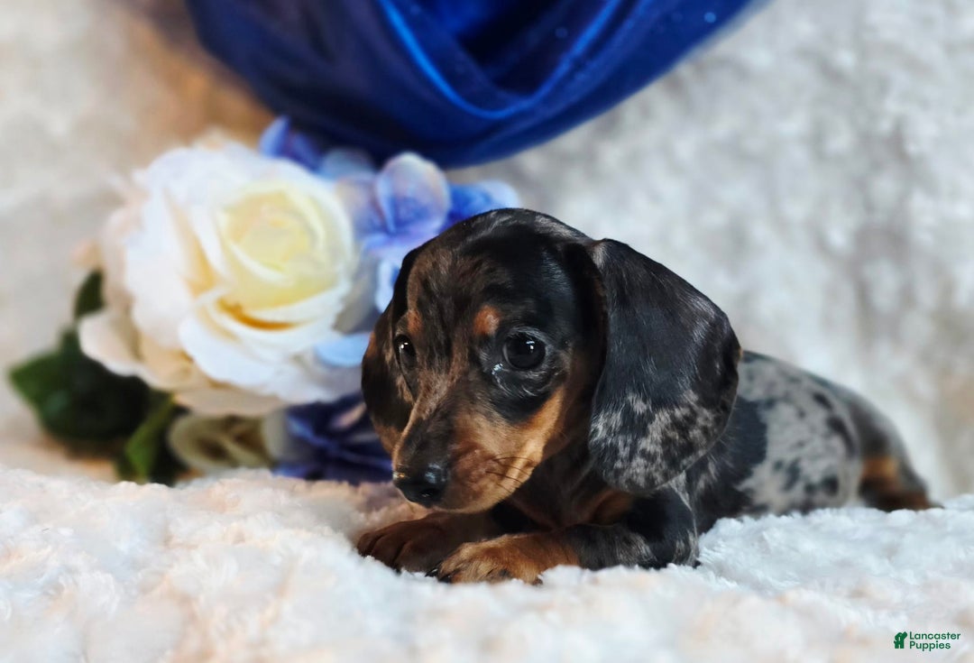Miniature Dachshund dogs for sale: Pepper - Image 6