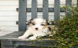 Welsh Corgi Pembroke dogs for sale: Jasmine - Image 2
