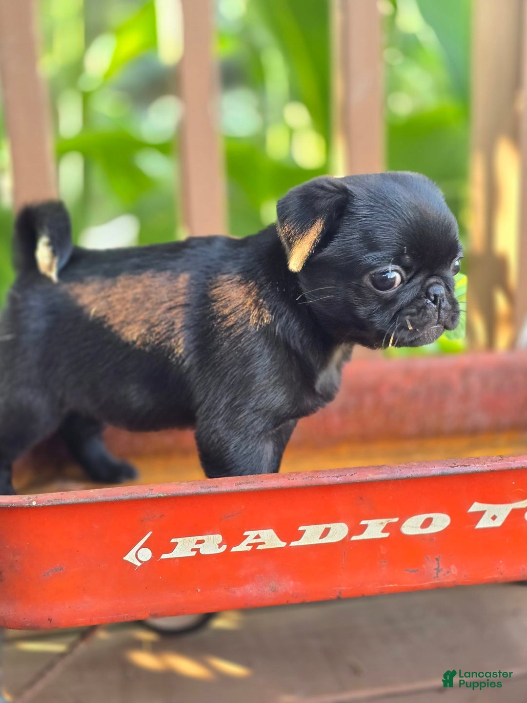 Pug dogs for sale: Lollipop - Image 1