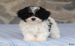 Toy Poodle dogs for sale: Parson - Image 2