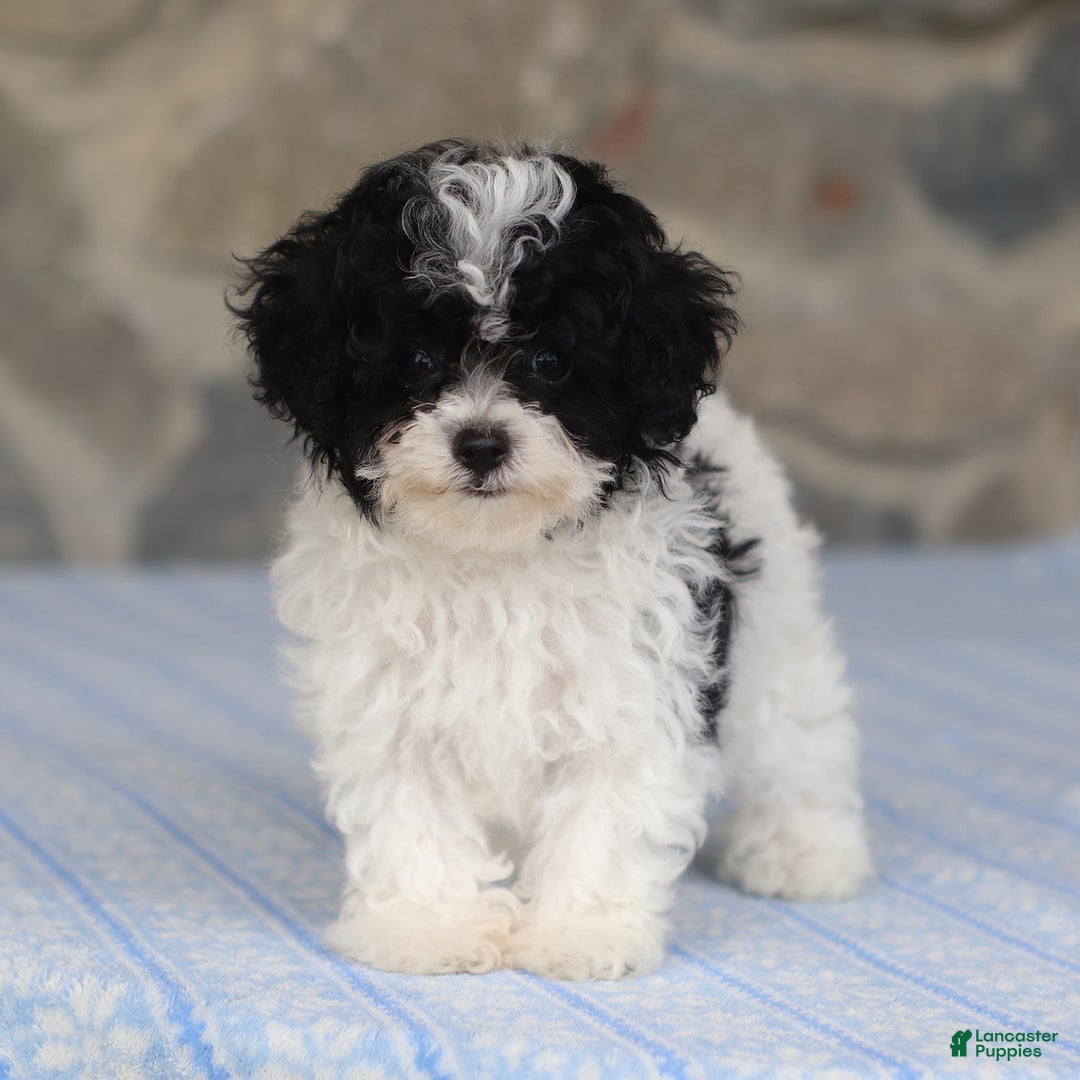 Toy Poodle dogs for sale: Parson - Image 2