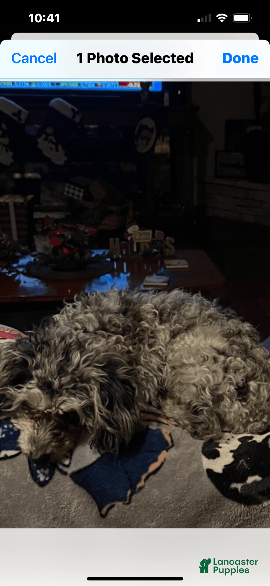 Miniature Poodle dogs for sale: Prissy - Image 6