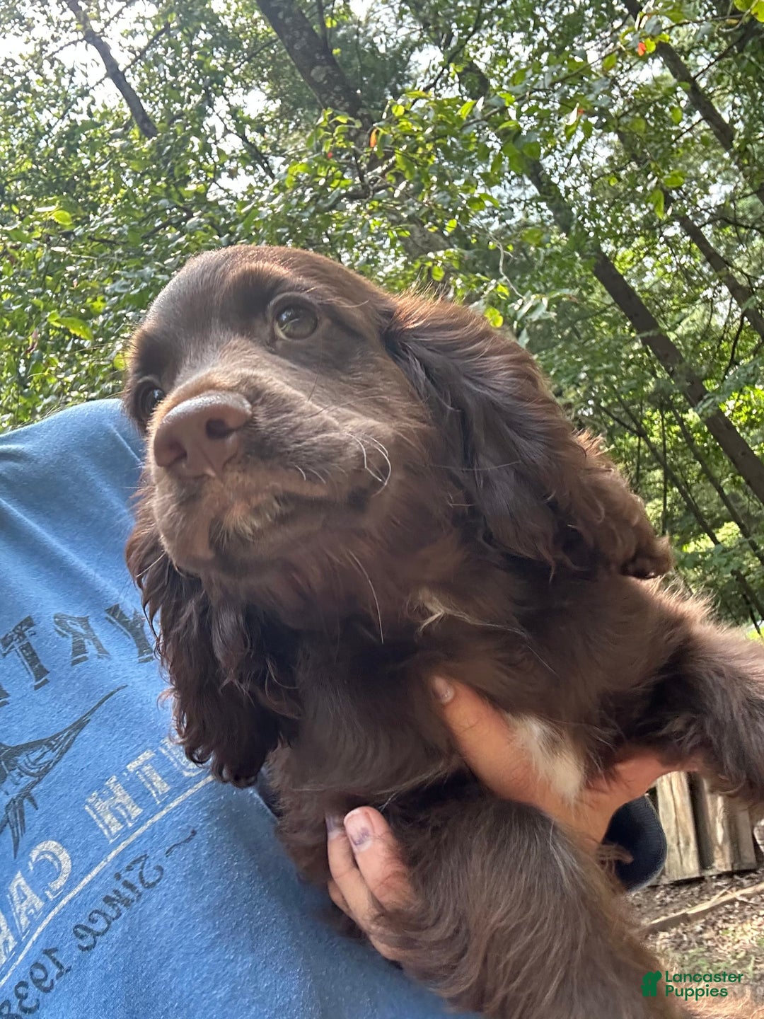 Cocker Spaniel dogs for sale: Cocker Spaniel 4 puppies - Image 32