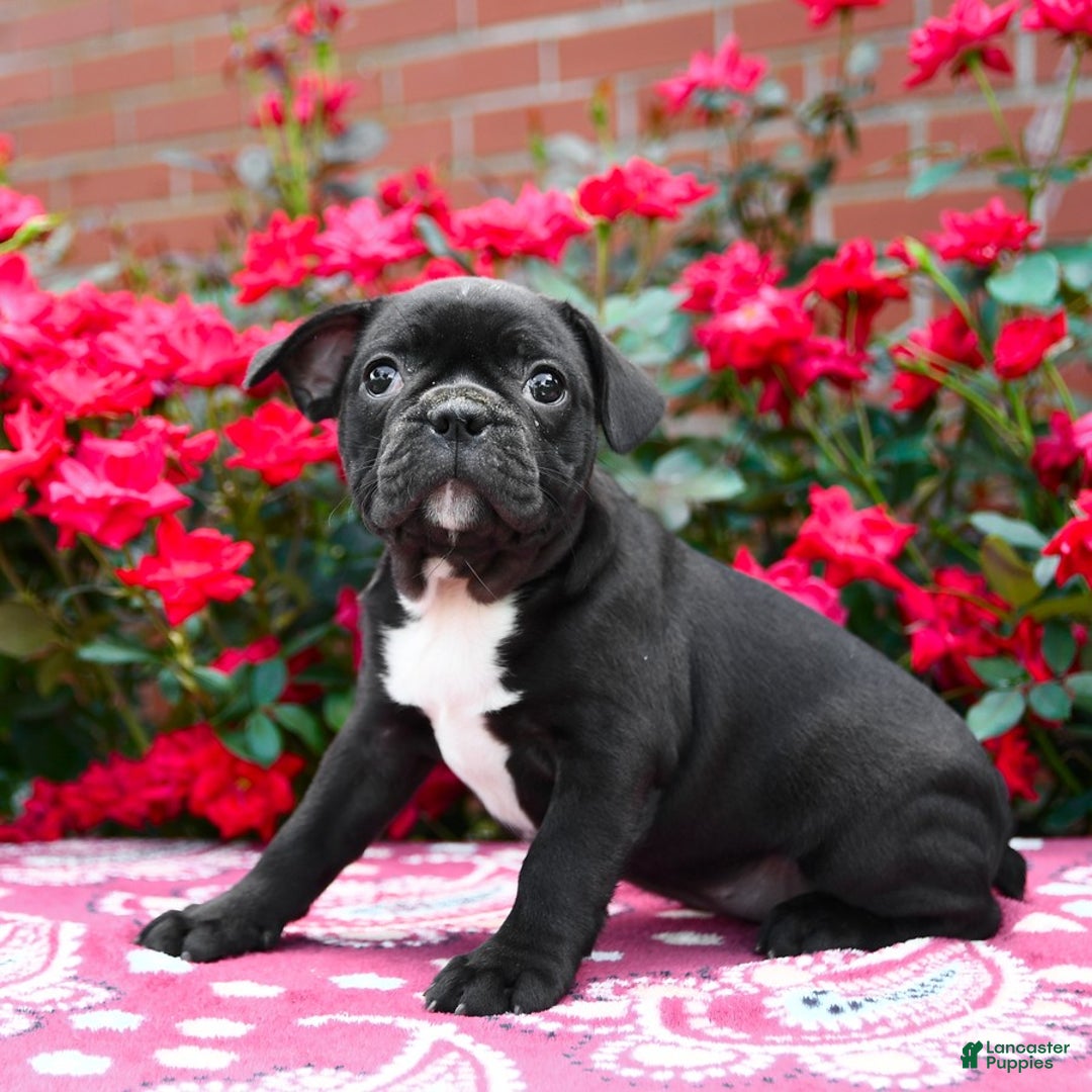 Frenchton dogs for sale: Firefly - Image 1