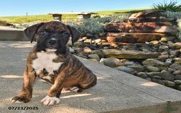Boxer dogs for sale: Bruno - Image 5