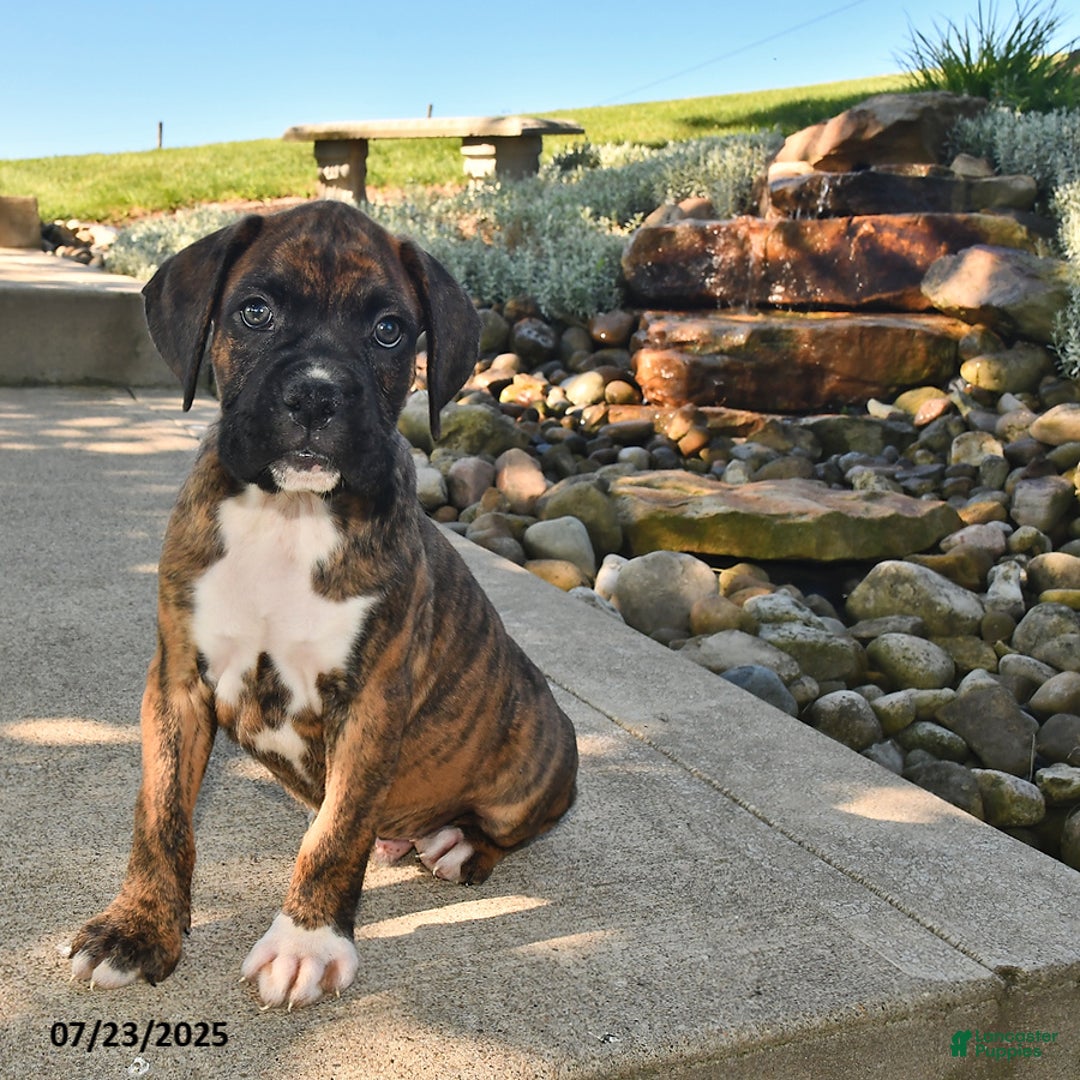 Boxer dogs for sale: Bruno - Image 5