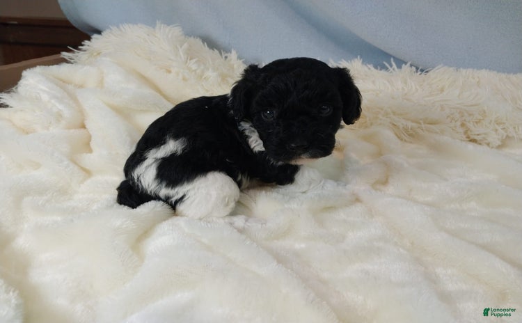 Toy Poodle dogs for sale - Ad 4