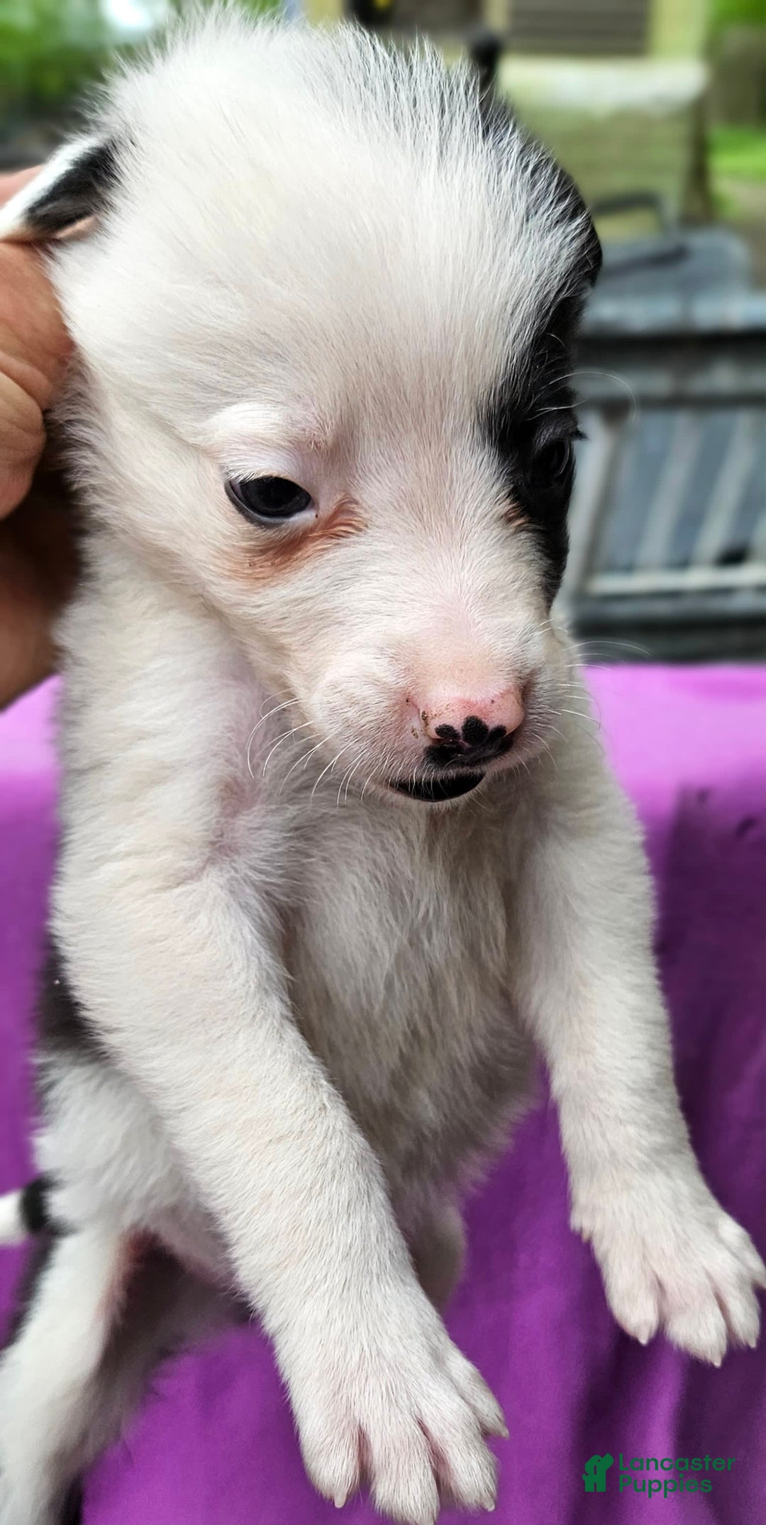 Border Collie dogs for sale: I-dog - Image 3
