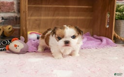 Shih Tzu dogs for sale: Masha - Image 4