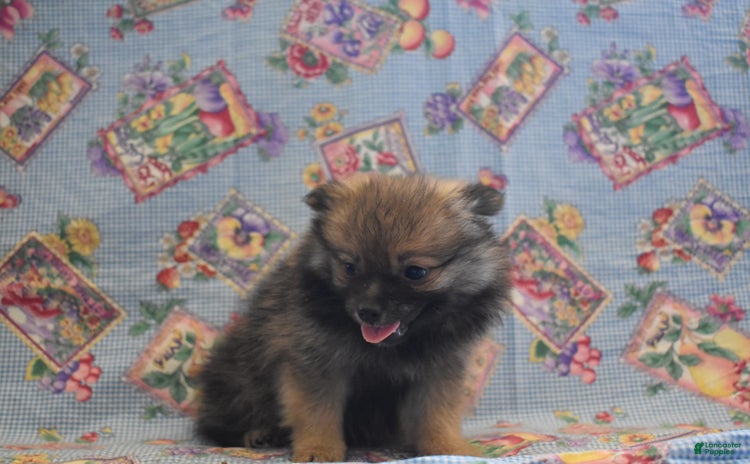 Pomeranian dogs for sale - Ad 2