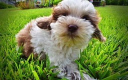 Havapoo dogs for sale: Vixen - Image 24