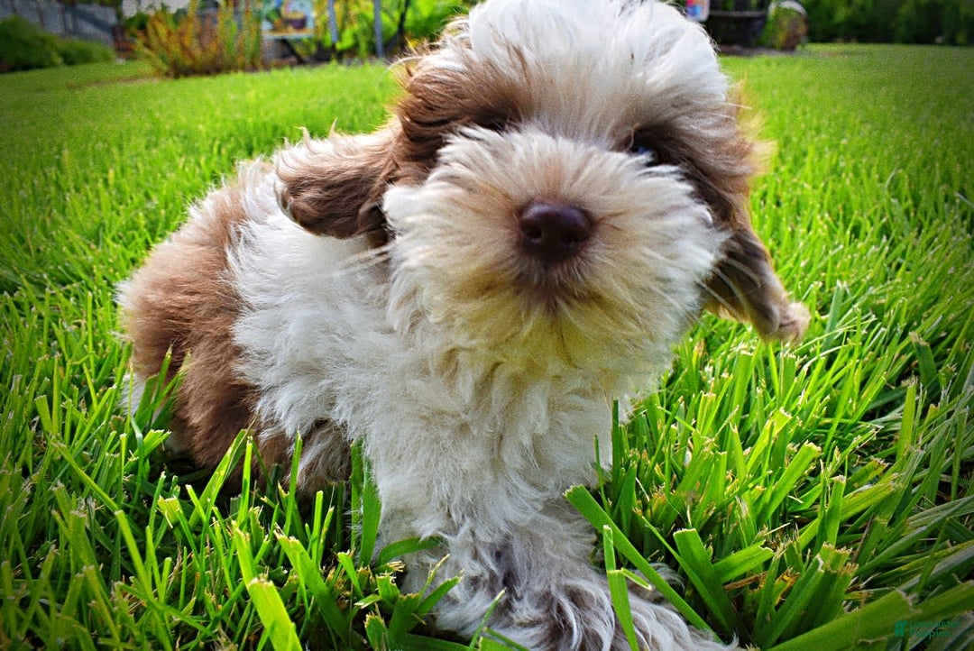 Havapoo dogs for sale: Vixen - Image 24