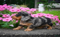 Miniature Dachshund dogs for sale: Shadow - Image 1