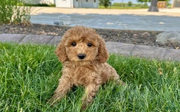 Cockapoo dogs for stud: Howie - Image 9
