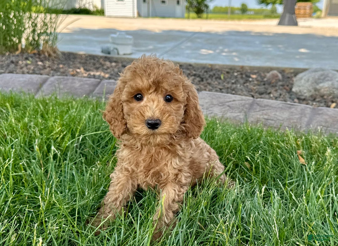 Cockapoo dogs for stud: Howie - Image 9