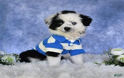 Miniature Australian Shepherd dogs for sale: Axel Toy - Image 21