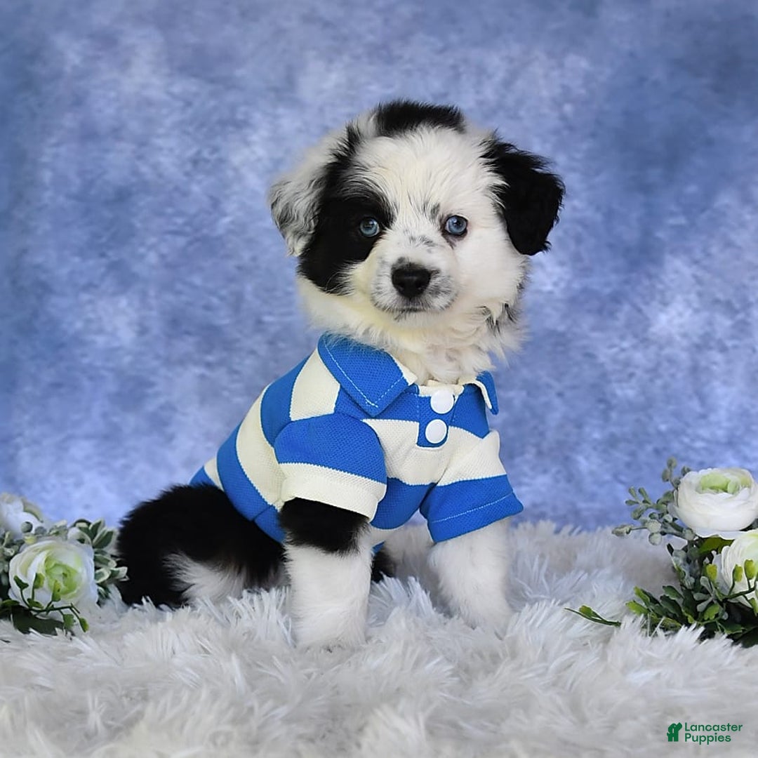 Miniature Australian Shepherd dogs for sale: Axel Toy - Image 21