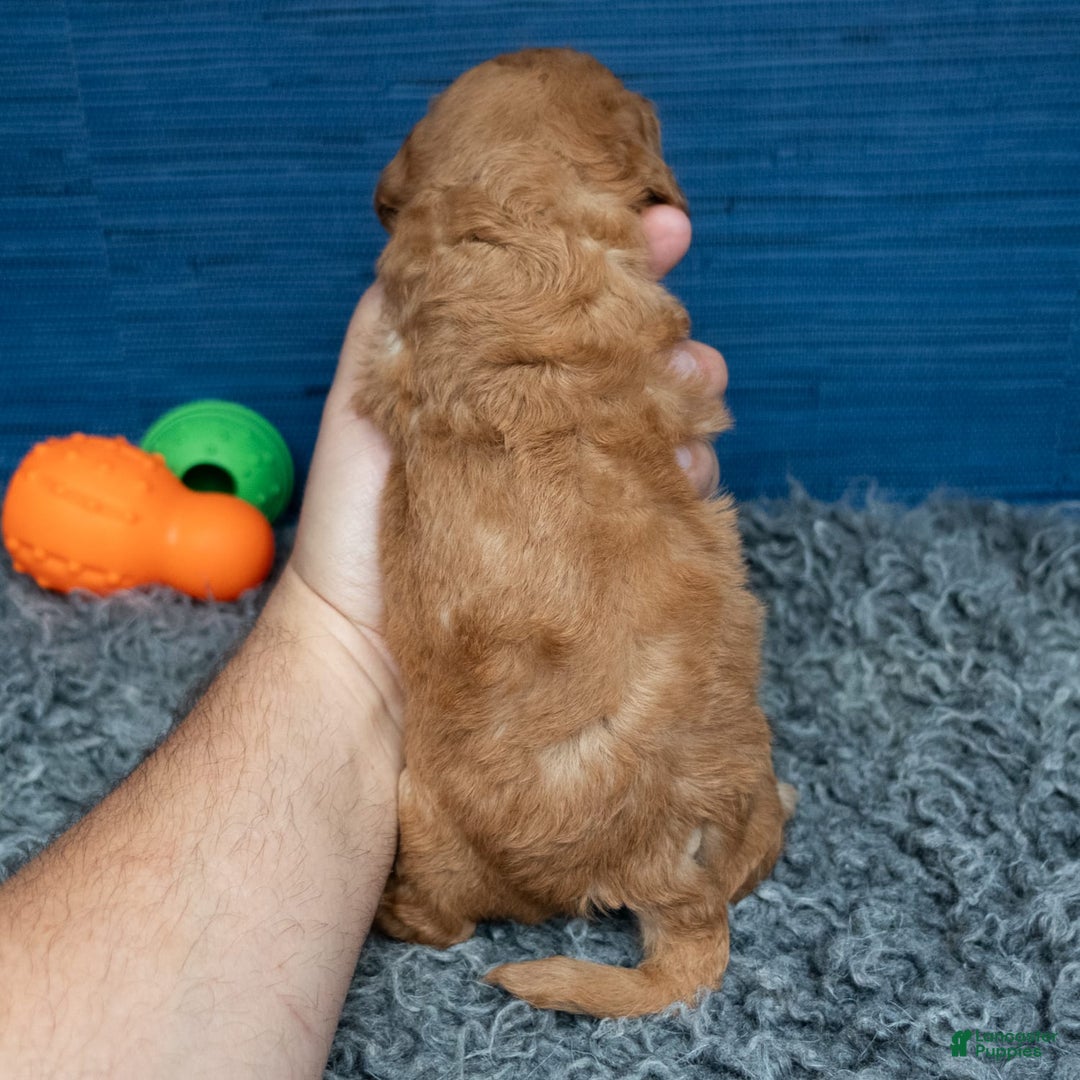Cavapoo dogs for sale: Luke - Image 12