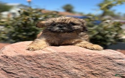 Shih Tzu dogs for sale: Shih Tzu 5 puppies - Image 10