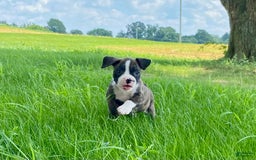 Boxer dogs for sale: River - Image 15