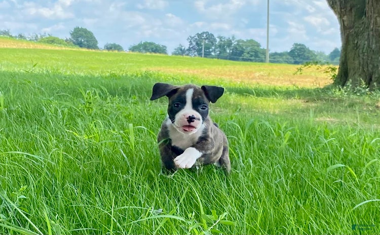 Boxer dogs for sale - Ad 4