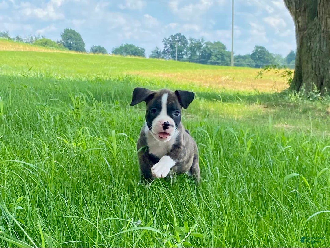 Boxer dogs for sale: River - Image 15