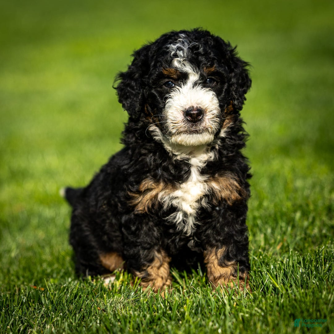 Mini Bernedoodle dogs for sale: Ozzy - Image 5