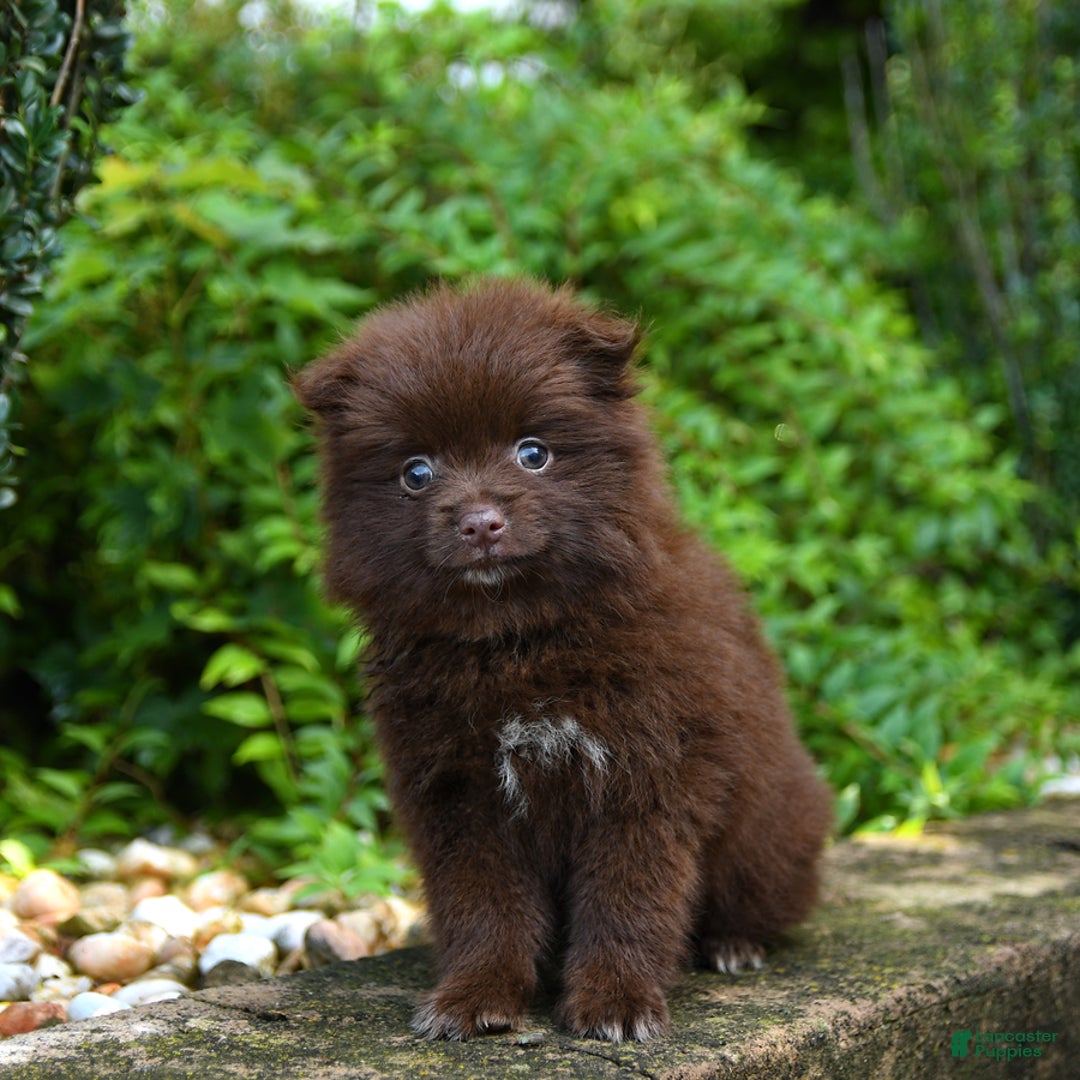 Pomeranian dogs for sale: Gracie - Image 3
