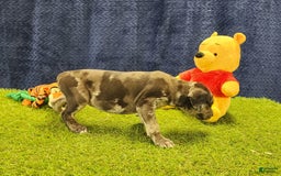 Catahoula Leopard Dog dogs for sale: Duchess 2025 Female 6 - Image 20