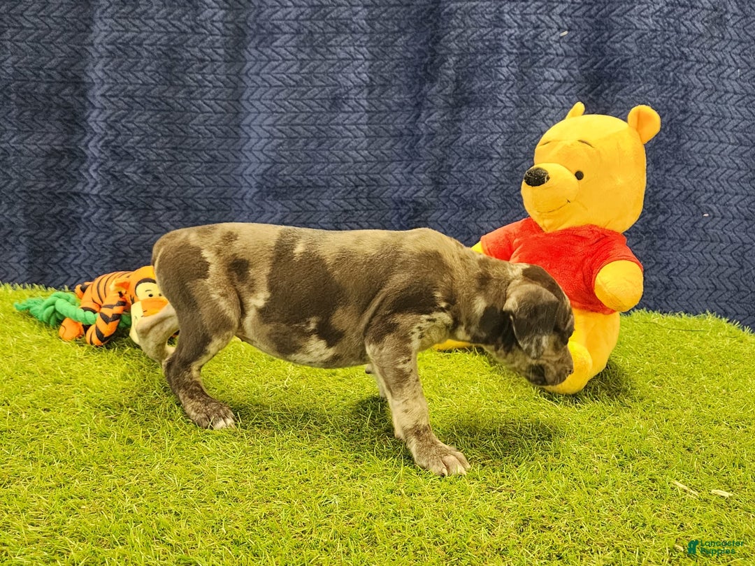 Catahoula Leopard Dog dogs for sale: Duchess 2025 Female 6 - Image 20