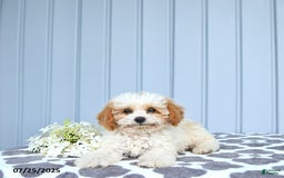 Toy Poodle dogs for sale: Karter - Image 2