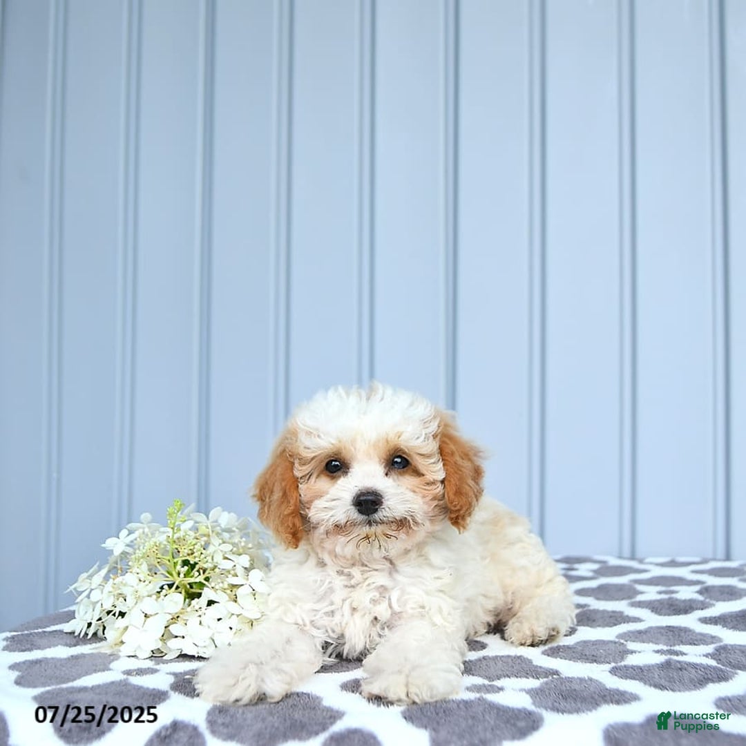 Toy Poodle dogs for sale: Karter - Image 2