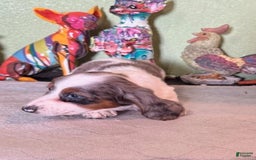 Miniature Dachshund dogs for sale: Gilly - Image 1