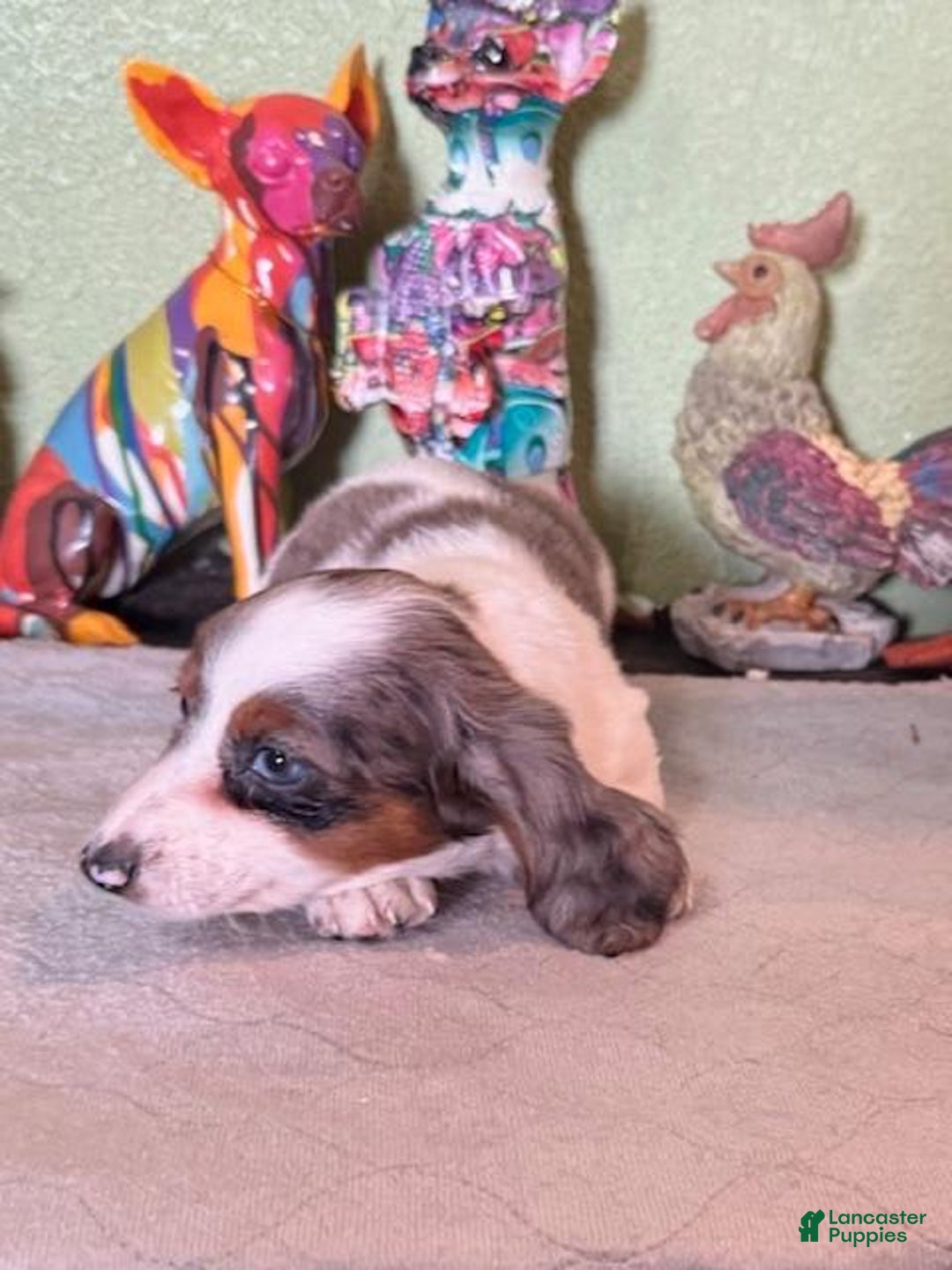 Miniature Dachshund dogs for sale: Gilly - Image 1